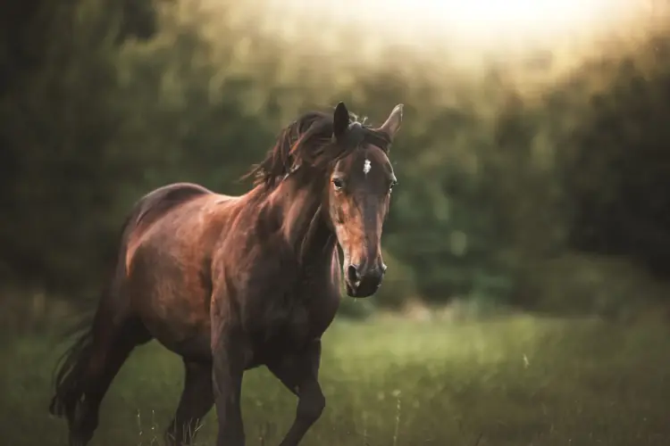 Paard in een natuurlijke groene weide