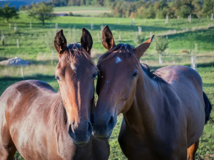 Twee paarden samen in een groene weide