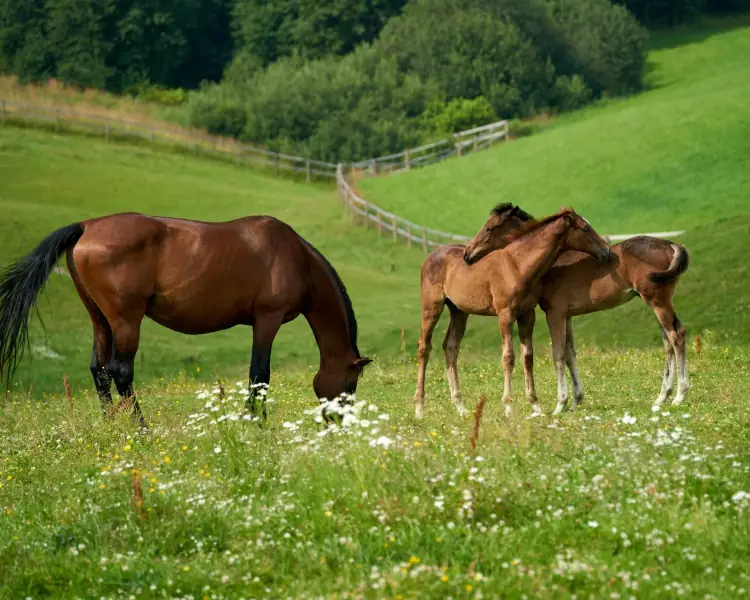 Paarden samen in een ruime natuurlijke weide